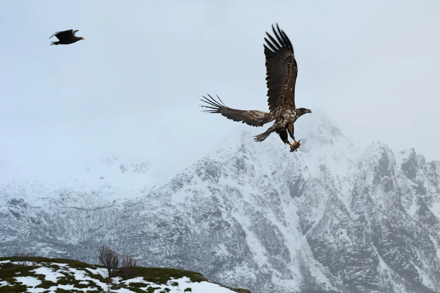 Zwei Seeadler fliegen über eine kleine verschneite Insel, dahinter Berge