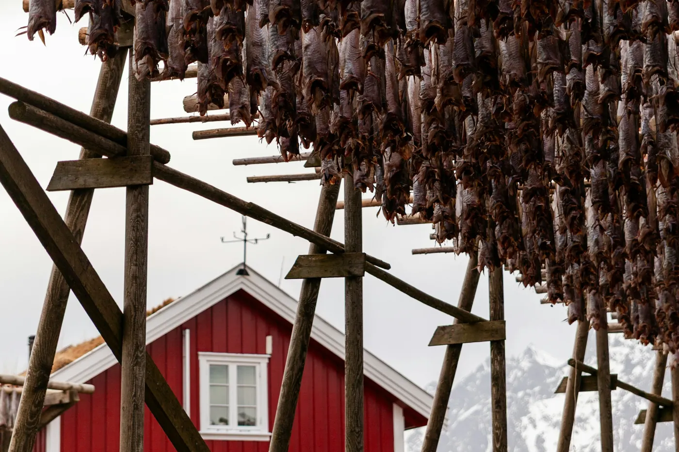 Morue séchée suspendue à des séchoirs en bois devant une maison rouge, avec une montagne enneigée derrière